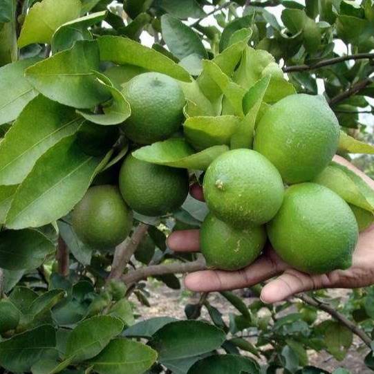 تصویر 1 از لیمو ترش پرشین با پوست نازک و کیفیت صادراتی